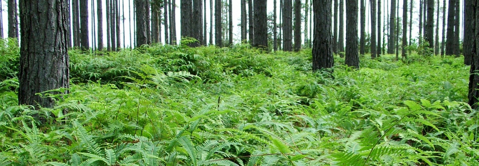 Employment Opportunities Cedar Hill Group